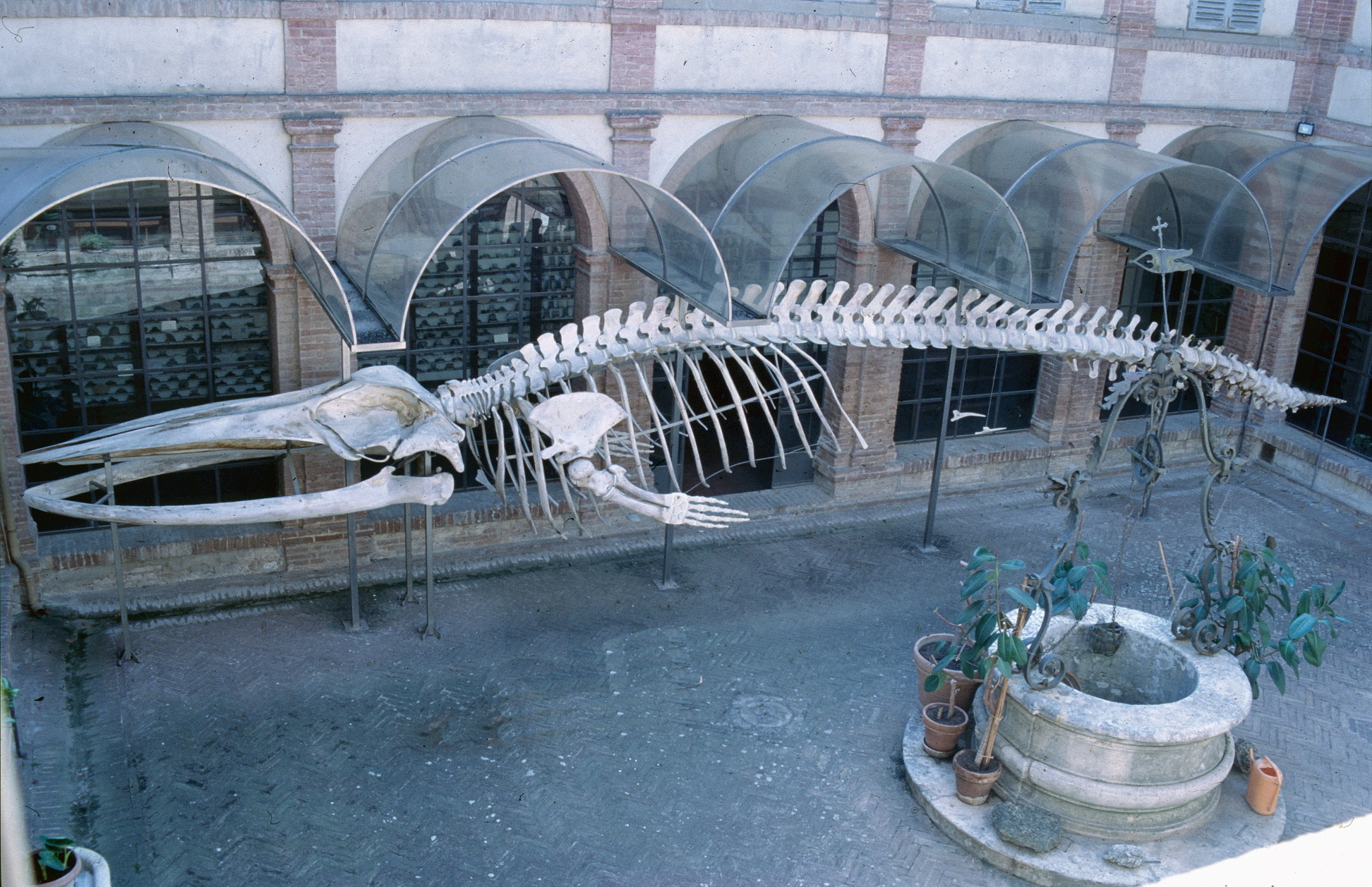 immagine progetto 'Restauro scheletro di Balaenoptera physalus - Museo di Storia Naturale Accademia dei Fisiocritici'